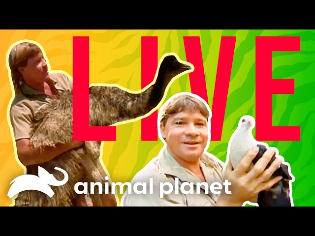 🔴 WATCH NOW: Steve vs. Birds & Beasts! 🐦 The Crocodile Hunter | Animal Planet
