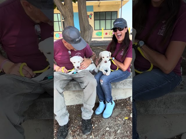 NEW Han (adopted) & A5715291 Solo | Terrier