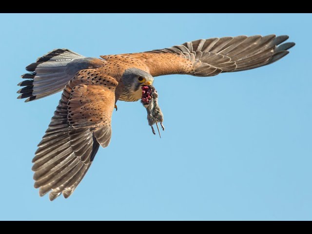 Turmfalke - Jagdtechniken in Sommer und Winter