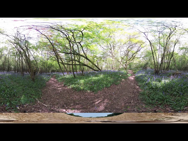 VR 360 Bluebells in Abbotts Wood