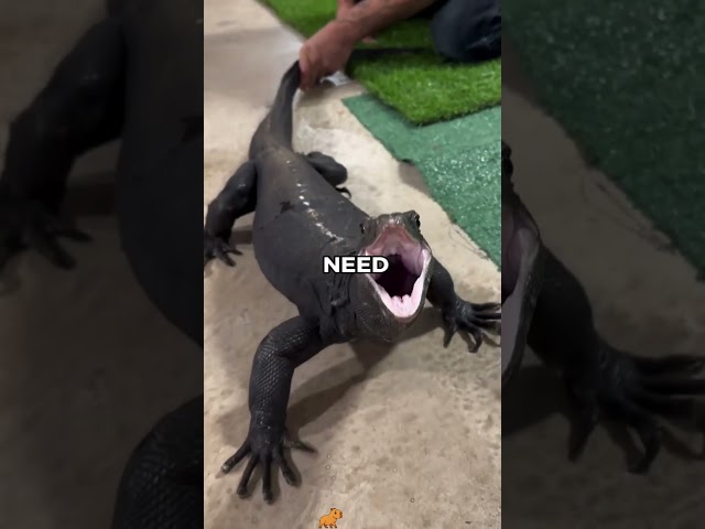 Would a Monitor Lizard Make a Good Pet? | Pets Rated 🤔 #monitorlizard #animalreview #thepetscale