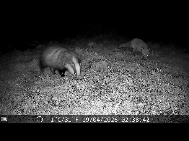 Badger rules the roost! Fox chased off the food.