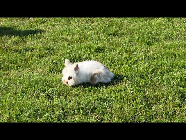 Iceland 08.14.25 Möðrudalur rabbit