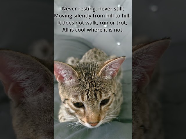 The Riddle of Sarissa - 2