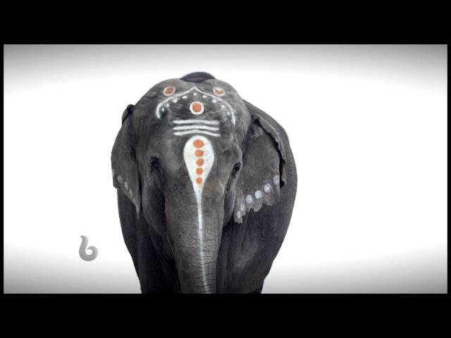 MBC BOLLYYWOOD LAUNCH CAMPAIGN - ELEPHANT