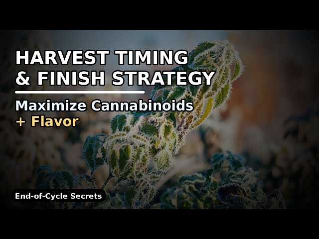 Harvest Timing & Finish Strategy: How to Maximize Cannabinoids + Flavor