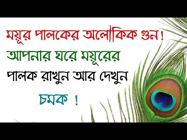 আপনার ঘরে ময়ূরের পালক রাখুন আর দেখুন চমক !