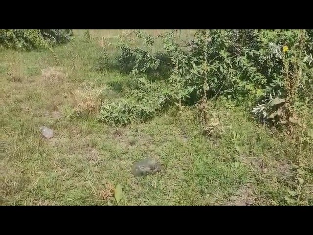 COMĂNEȘTI : INTERVENȚIE INEDITĂ- JANDARMII BĂCĂUANI AU SALVAT UN ȘARPE DIN CURTEA UNEI CASE