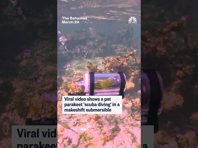 Viral video shows a pet parakeet 'scuba diving' in a makeshift submersible