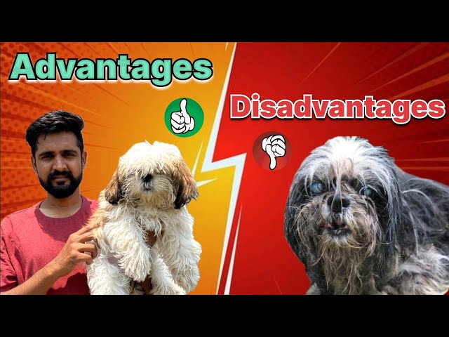 Advantages and disadvantages of shih tzu dog | Benefits and problems of shih tzu dog