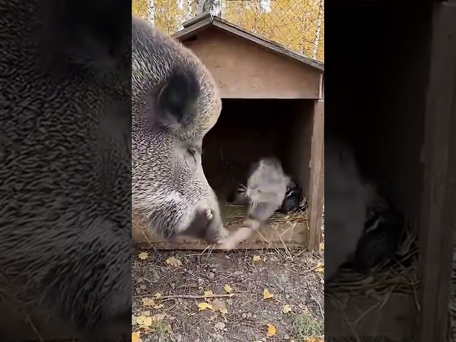 What Happens When a Wild Boar Meets a Cat? #shorts #shortvideo #animals