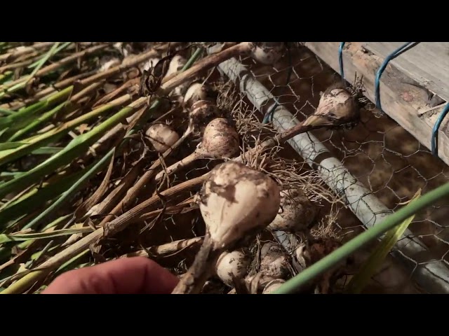 Harvesting Music and Red Russian Garlic