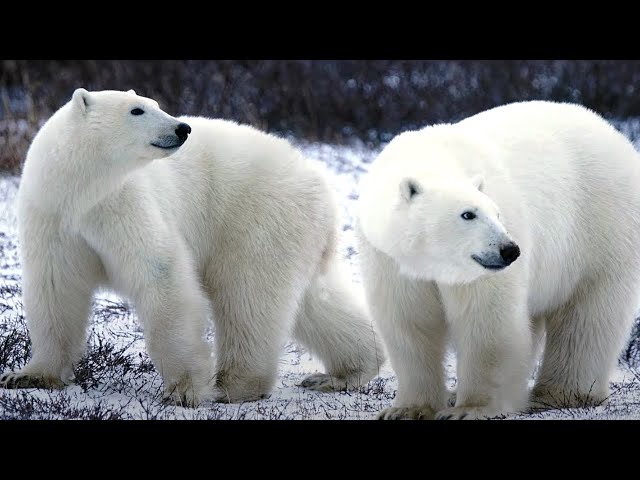 Creation vs Evolution: What's the Difference?