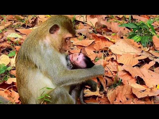 34 The Good, The Bad & The Ugly Compilations about monkeys