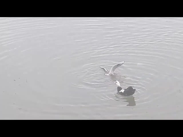 Most Amazing Octopus Attack On Eagle  || Eagle Died While Hunting || The Eagle