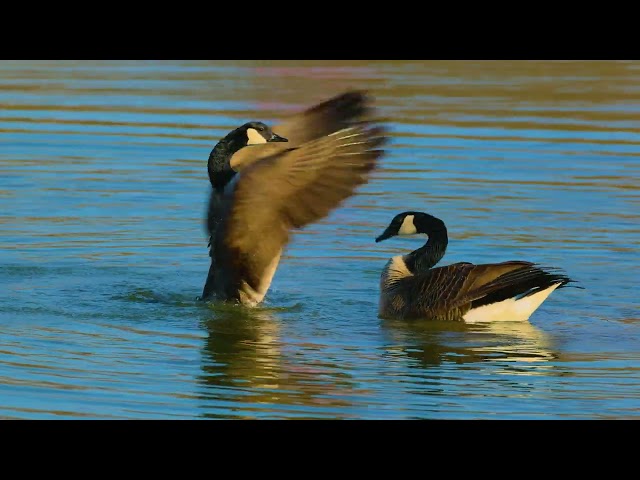 Canon RF 200-800mm 4K 120fps: Canada Geese Mating. Scioto Audobon Metro Park