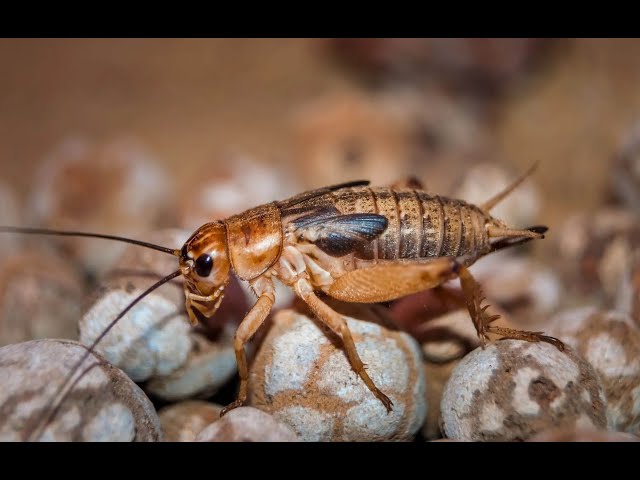 Playing:  #helldivers2  ##helldivers2gameplay  No BGM I believe. #360vr