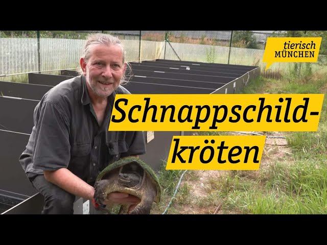 Tierisch München: Schnappschildkröten der Reptilienauffangstation ziehen um
