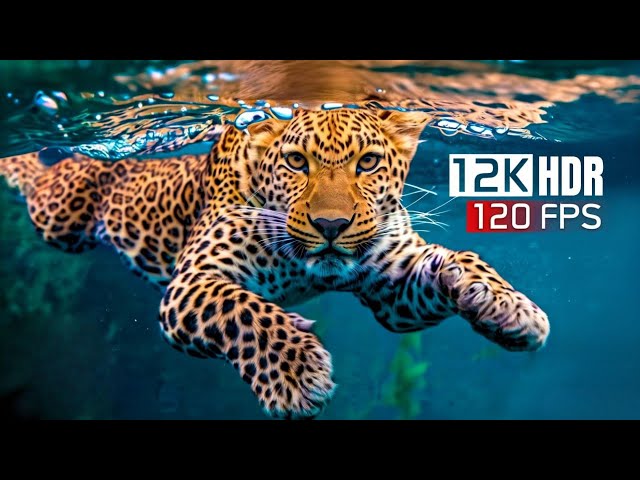 The Clarity 12K HDR 120 fps Dolby Vision (12K Video)