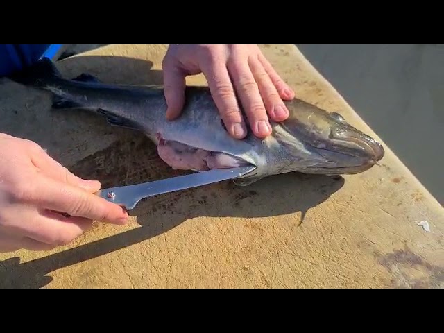 Ostsee Dorsch ausnehmen & filetieren von Fischsommelier Andre Domke ...