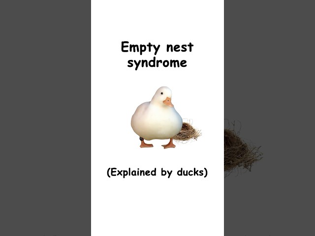 Empty nest syndrome (explained by ducks)