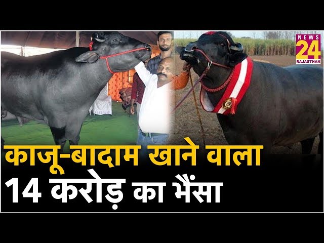 14 करोड़ का भैंसा: 13 सौ किलो वजन, नाश्ते में खाता है काजू-बादाम और मक्खन