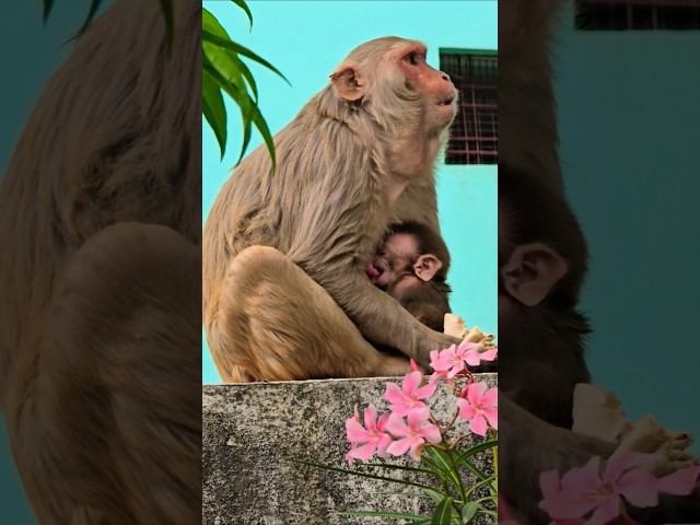 new born baby monkey #bandar #monkey #monkeyvideo