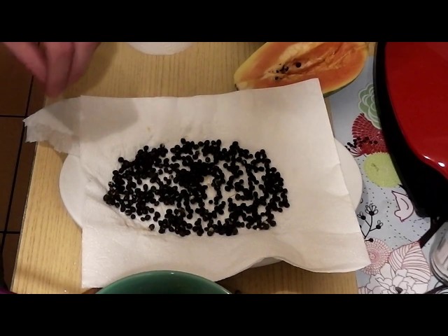 Pestki Papai. Jak i z czym można jeść pestki - nasiona - Papai - Oszir w Kuchni #1