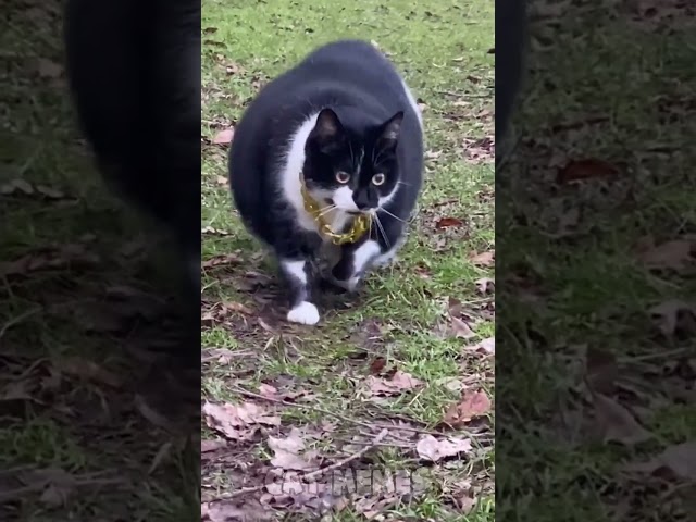 🐱Cat memes skibidi dop dop dop yes yes yes