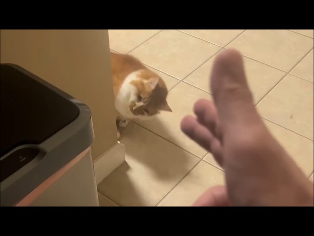 UNUSUAL MEMES COMPILATION V356