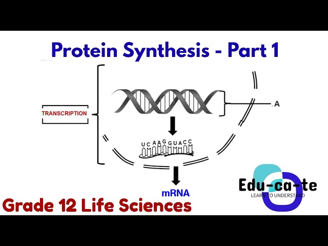 Protein Synthesis (Part 1) - Grade 12 Life Sciences (2026)