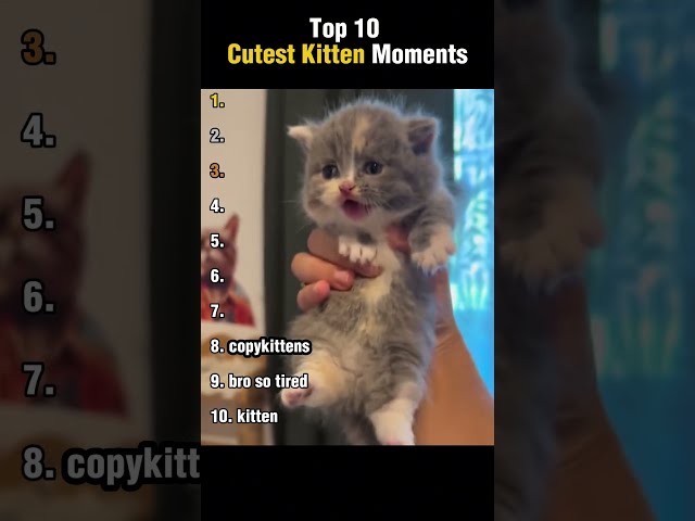 Top 10 Cutest Kitten Moments