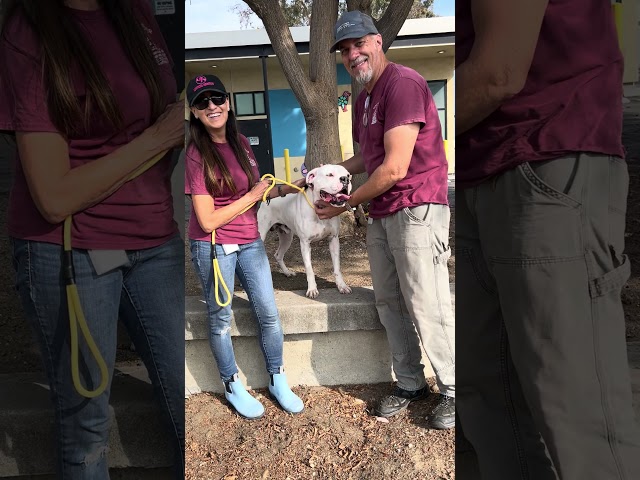 NEW A5729143 Tony | Boxer