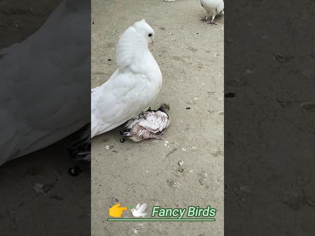 Pigeon Love 💕 video