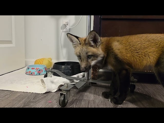 Fox vs Ice Cubes