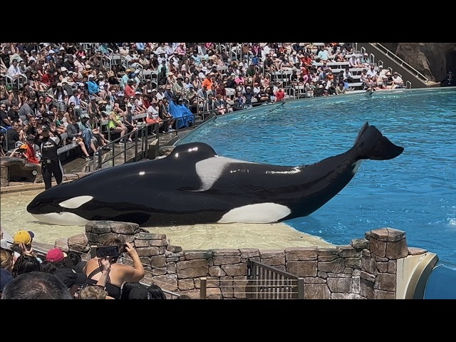 “New” Orca Encounter (Full Show) 4K at SeaWorld San Diego August 7, 2025