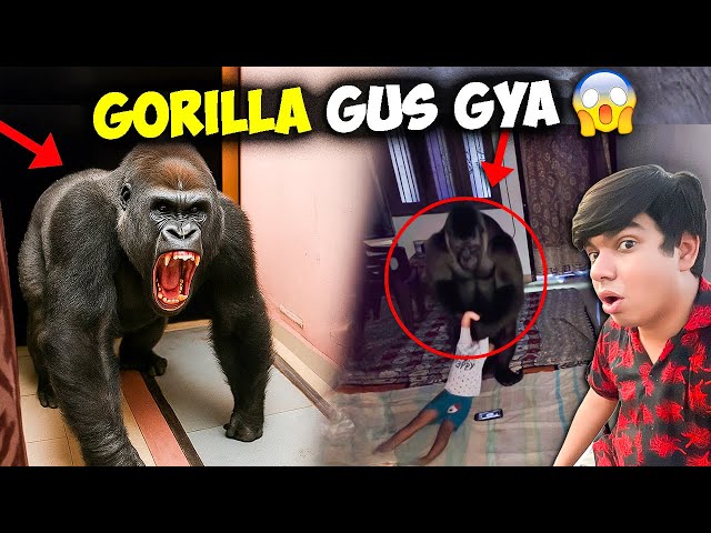Raat Ko Gorilla Ghr Me Gus gya 😱 Babu Ko le Gya 💔😢 Itsraaj Pet House