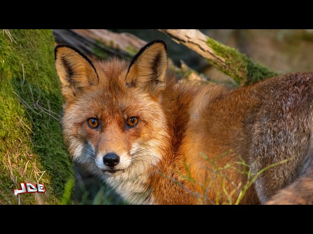 A red fox appeared nearby when I went on a photo walk!