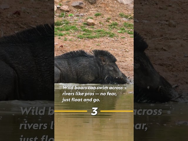 3 Wild Facts About Wild Boars You Didn't Know! 🐗 #shorts  #wildlife  #animals #wildboar