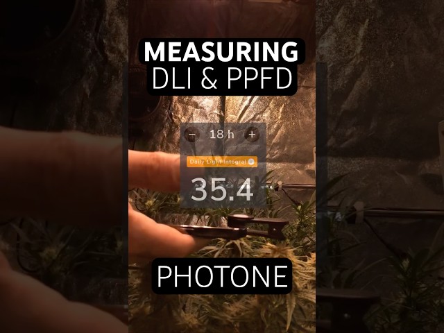 Measuring PPFD using Photone App & DLI Chart for Autoflower Cannabis