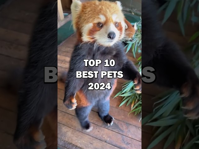 TOP 10 BEST PETS! #top10 #animals #cutepets #pets #cuteanimals #cute #top10list #bestpets #petlover