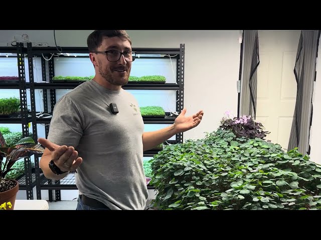 Year Round INDOOR Edible Flower Production In Australia