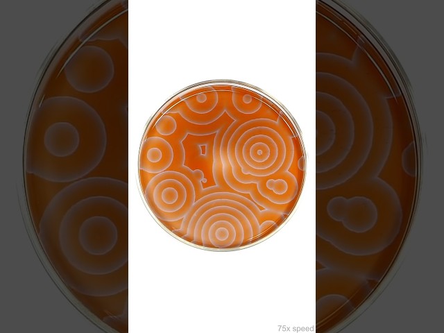 This is one of the weirdest reactions I've ever seen