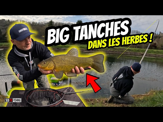 Quand les poissons se méritent....grosses tanches au milieu des herbes !