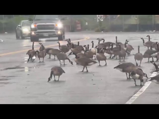 Relaxing Ocean View with Ducks 🦆🌊 | Calming Nature Sounds