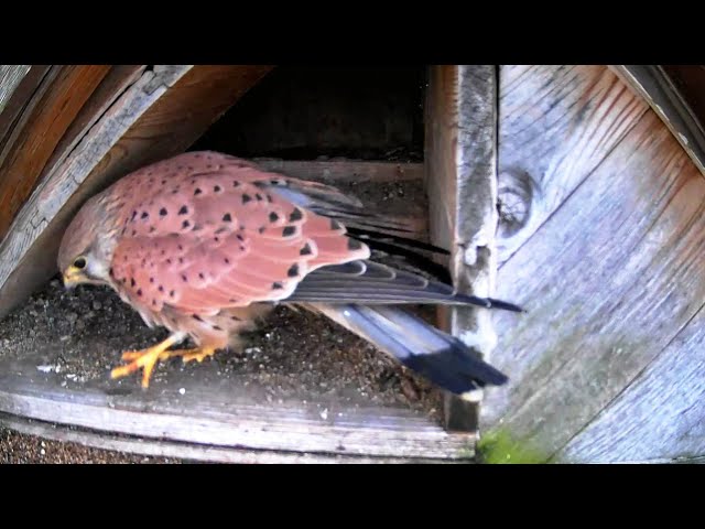 Livestream von Kestrel Cast