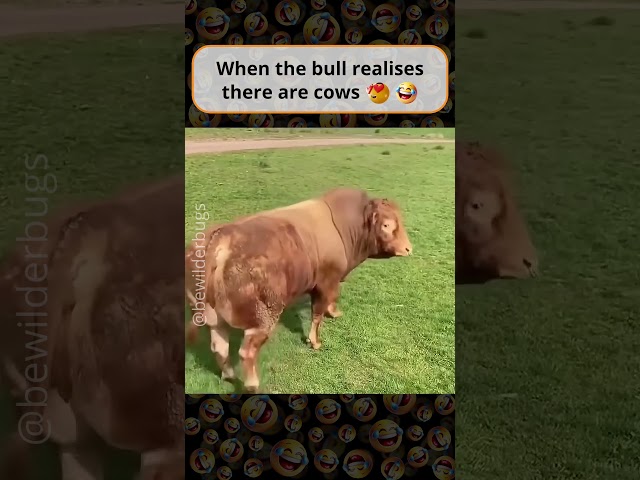 When the Bull Realises There Are Cows