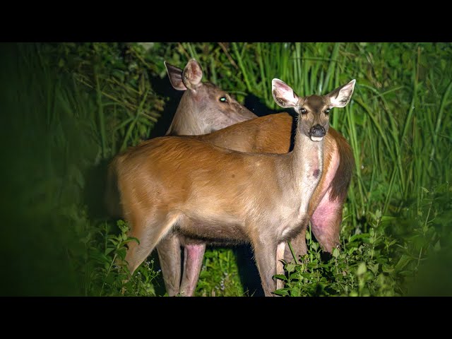 🔴 Cat Tien Live Safari CAM004: Open Grassland Dynamics & Recovery Zone