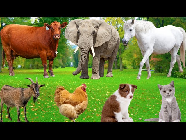 Cute Farm Animals: Sheep, Goat, Cow, Chicken, Rabbit, Pig, Duck, Buffalo, Dog, Parrot – Animal Video