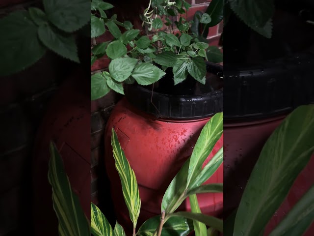 I Built A Rainwater Collection System For My House Plants!